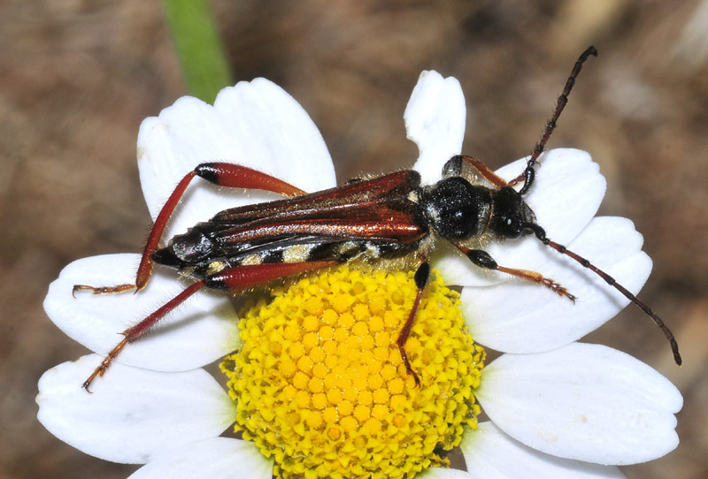 Cerambycidae: Stenopterus  rufus, flavicornis e atricornis